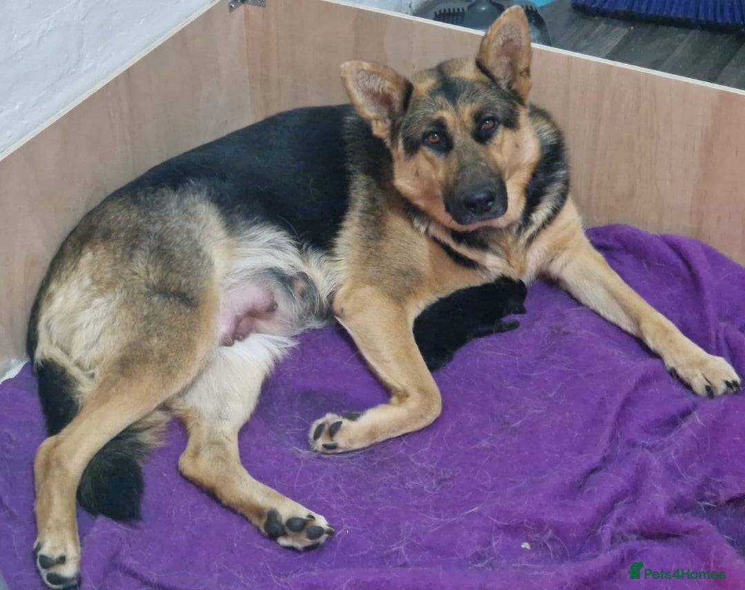 German Shepherd dogs for sale: Adorable 6-Week-Old Puppy Look Her Forever Home! - Advert 4