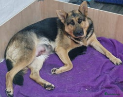 German Shepherd dogs Adorable 6-Week-Old Puppy Look Her Forever Home! - Advert 2