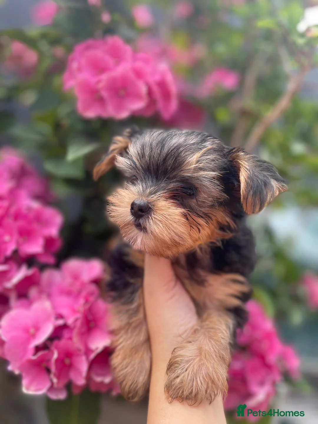 Yorkshire Terrier dogs for sale: Beautiful small Yorkshire Terrier Pedigree  - Advert 2