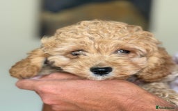 Cockapoo dogs for sale: Stunning ** F2 cockapoo - Image 1