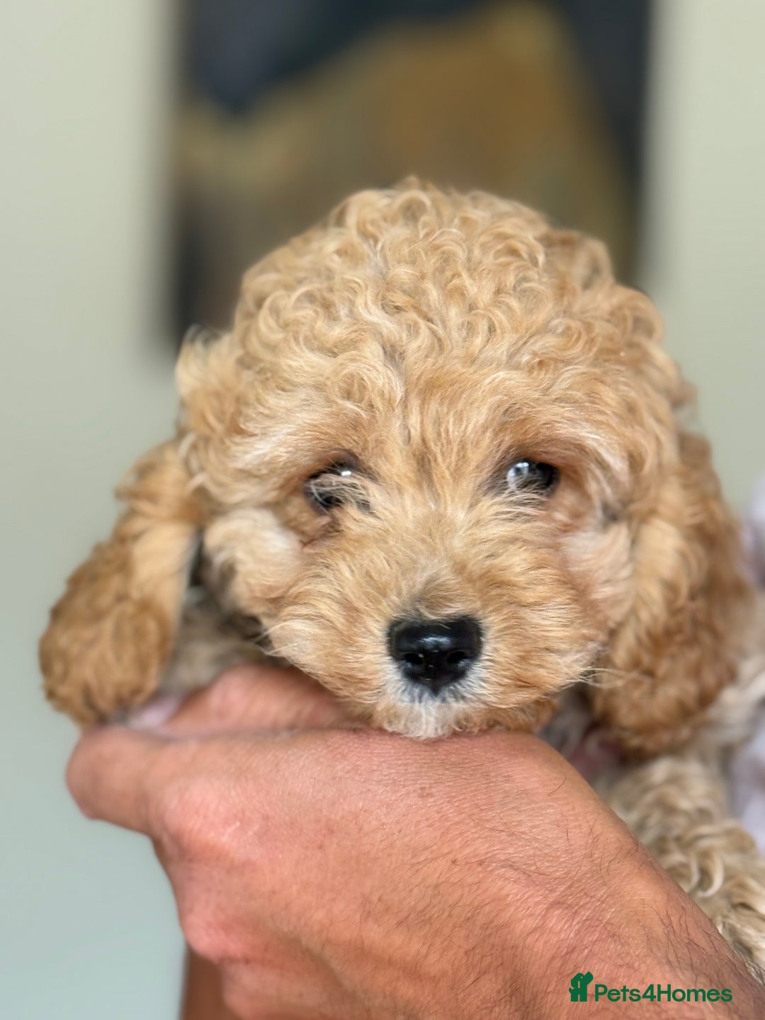 Cockapoo dogs for sale: Stunning ** F2 cockapoo - Image 1