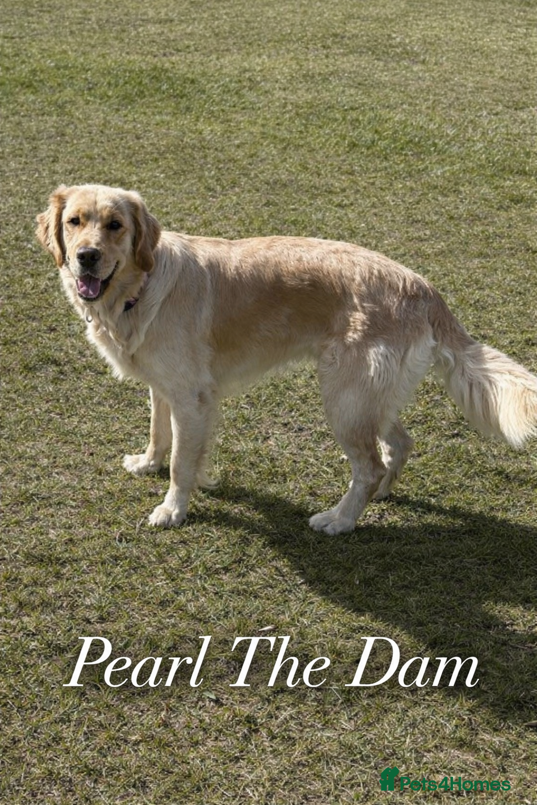 Golden Retriever dogs for sale: KC Golden Retriever Puppies - The Stranger Gang  - Advert 4