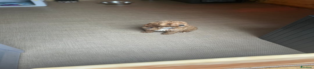 Cavapoo Puppy 2