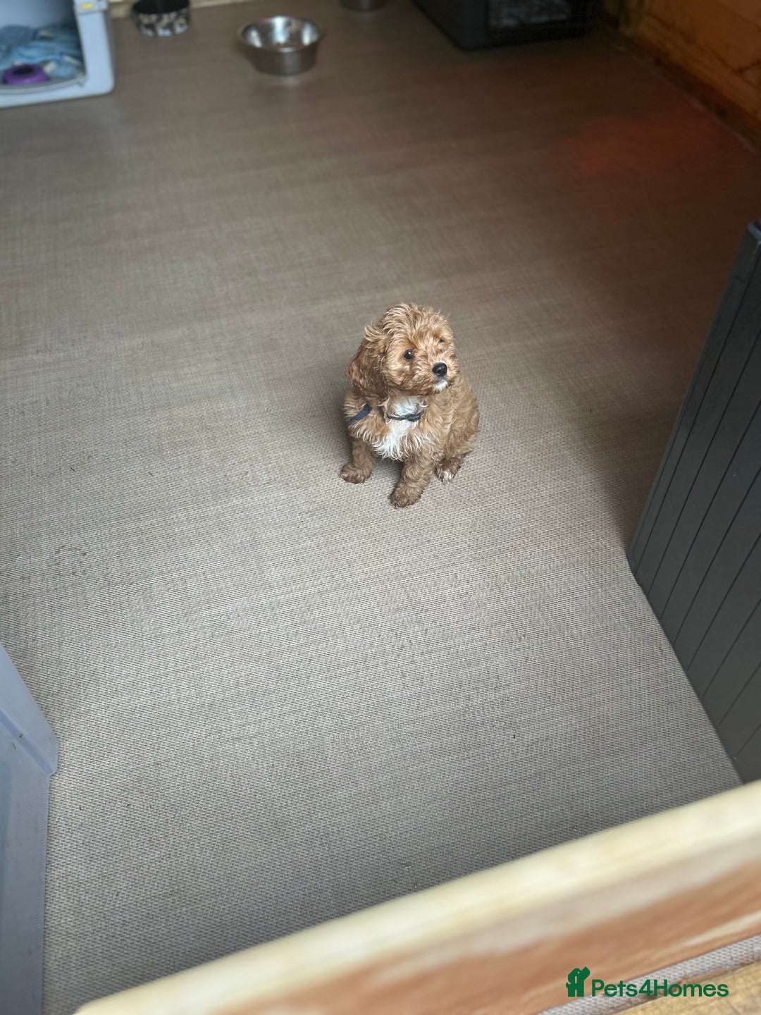 Cavapoo dogs for sale: Cavapoos  - Image 16