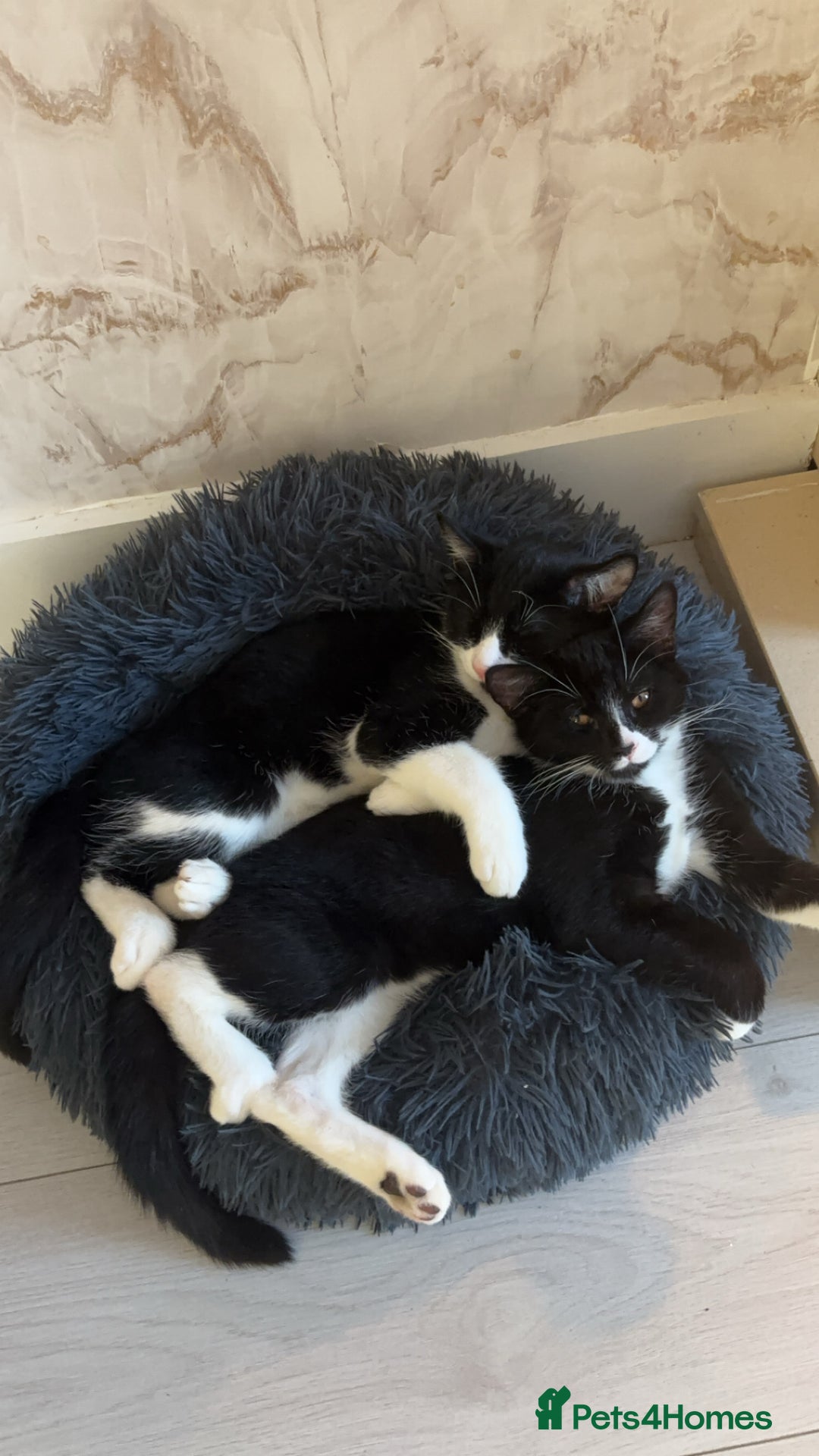 British Longhair cats for sale: British long hair boy cats - Image 14