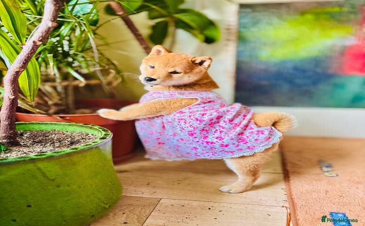 Japanese Shiba Inu dogs - Advert 1