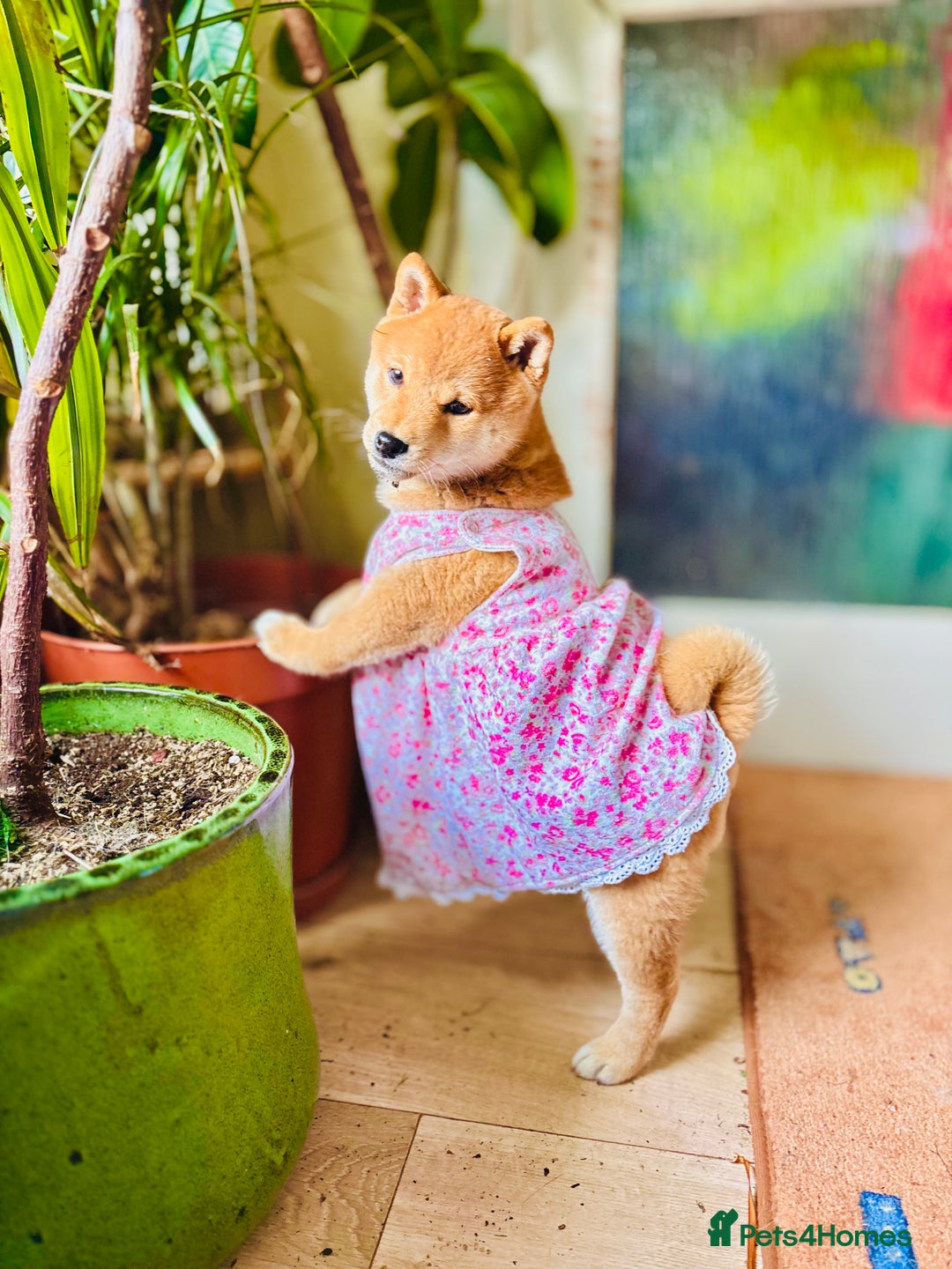 Japanese Shiba Inu dogs for sale: KC reg Japanese Shiba Inu puppies  - Image 1