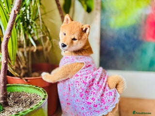 Japanese Shiba Inu dogs - Advert 22