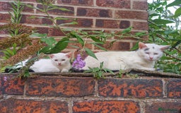 Domestic Shorthair cats for sale: 5 beautiful kittens looking for a good homes  - Image 9