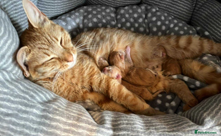 Mixed Breed cats - Advert 13