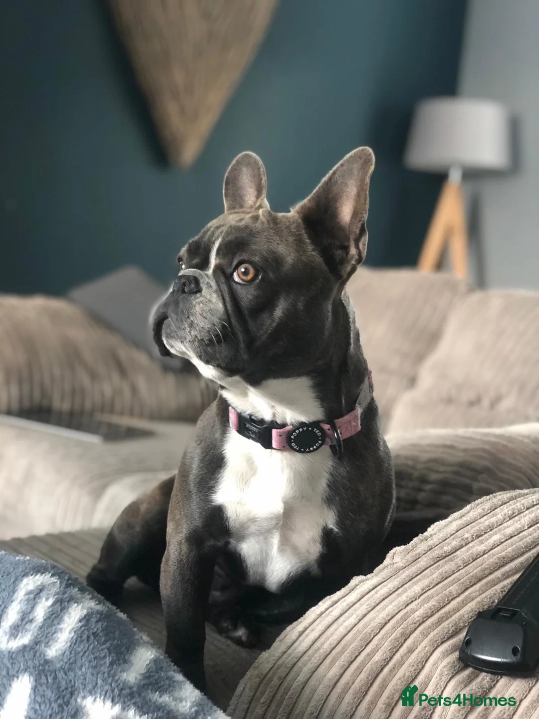 Gallery Image {{count}}