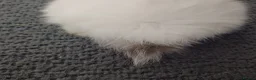 Mini Lion Lop rabbits for sale: Lion Lop Litter of Bunnies - Advert 10