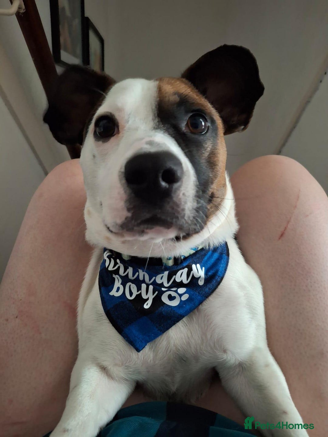 Mixed Breed dogs for sale: Bruno - Needs a New, Loving Home - Image 2