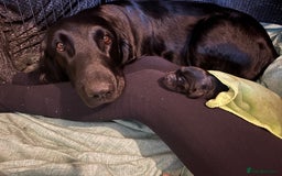 Flat coated Retriever dogs for sale: Flat coated male puppy  - Image 4