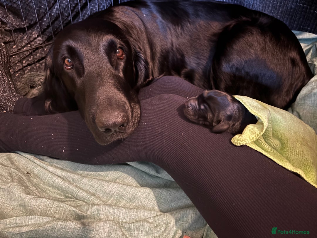Flat coated Retriever dogs for sale: Flat coated male puppy  - Image 4