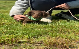 Miniature Dachshund dogs for sale: Longhair Choc & Tan Mini Dachshund  - Image 4