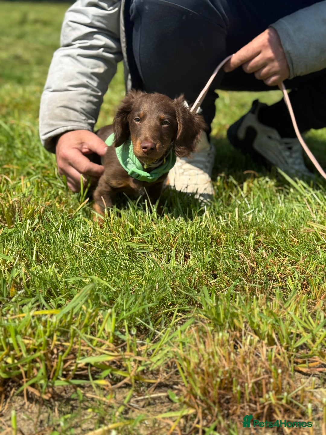 Miniature Dachshund dogs for sale: Longhair Choc & Tan Mini Dachshund  - Image 4