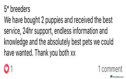 Bordoodle dogs for sale: Gorgeous Bordoodles 🤎 - Image 8
