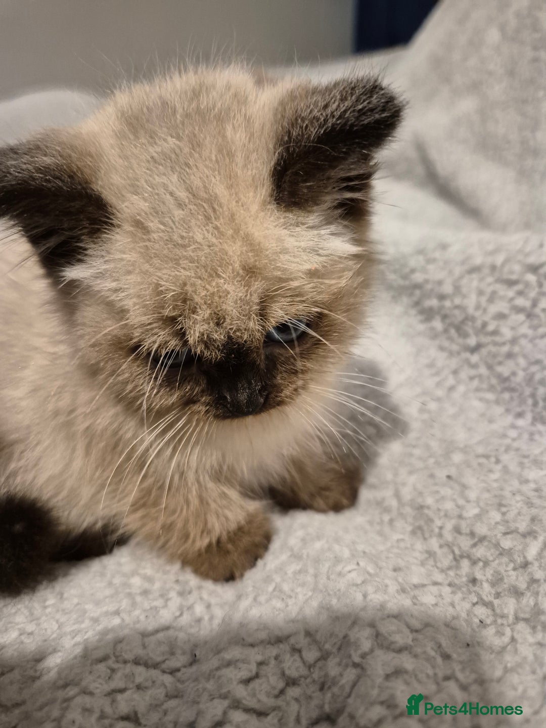 Snowshoe cats for sale: Pedigree Tica reg seal point snowshoe boy  - Advert 10