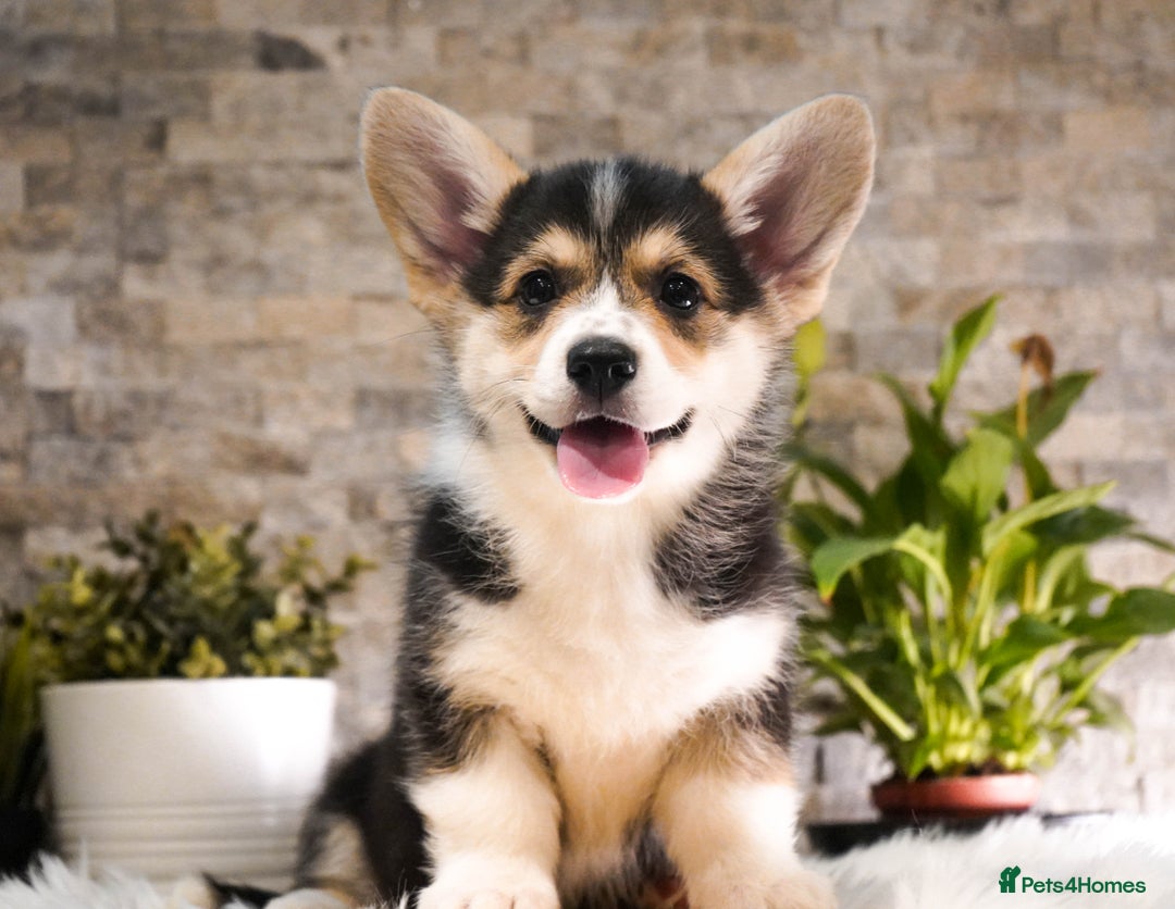 Welsh Corgi Pembroke dogs for sale: Welsh Corgi (Pembroke) - Advert 7