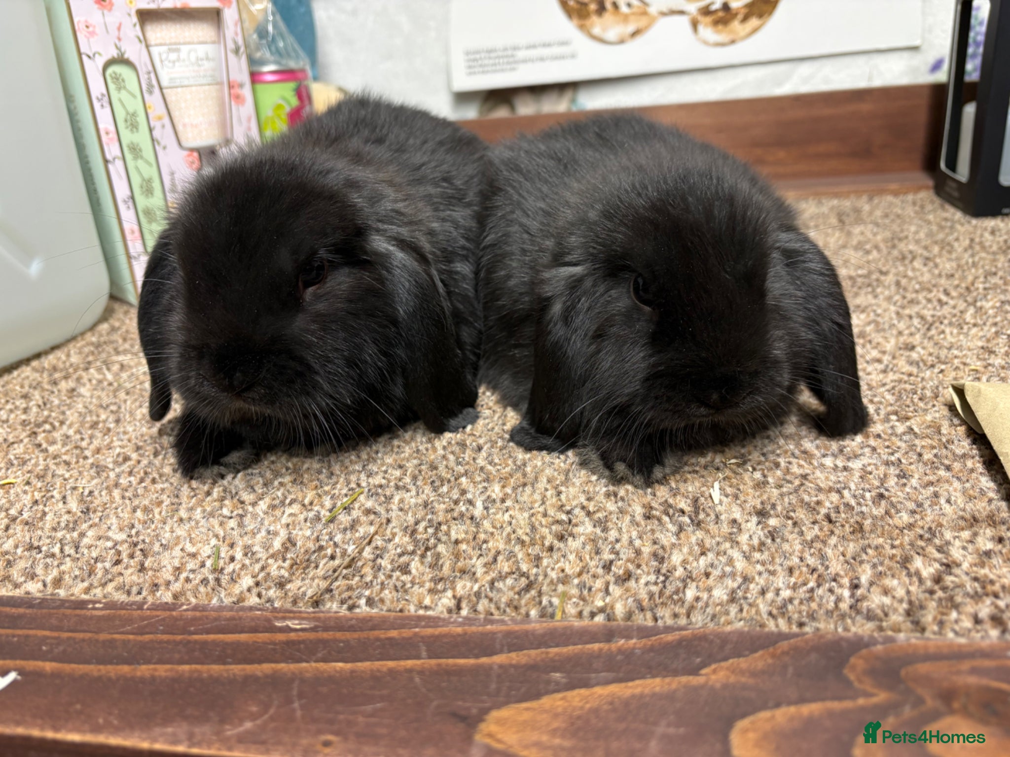 Mini Lop rabbits 3 x Black Mini lop - Advert 1