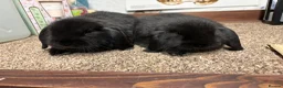 Mini Lop rabbits for sale: 3 x Black Mini lop - Advert 1