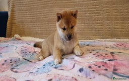 Japanese Shiba Inu dogs for sale: Beautiful Japanese Shiba Inu Puppies - Image 10