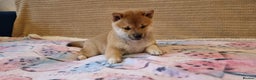 Japanese Shiba Inu dogs for sale: Beautiful Japanese Shiba Inu Puppies - Advert 10