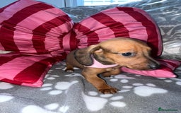 Dachshund dogs for sale: Dachshund puppies  - Image 13
