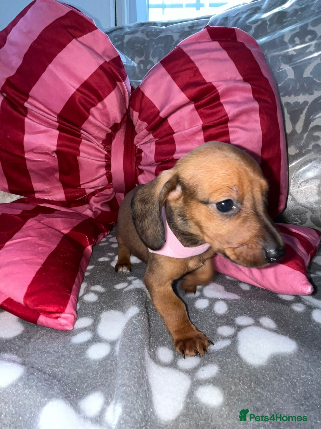 Dachshund dogs for sale: Dachshund puppies  - Image 13