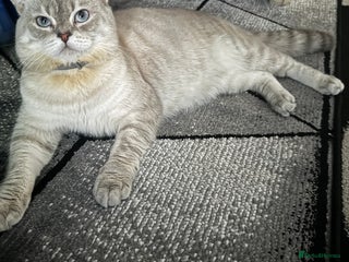 Scottish Fold cats in Milton Keynes - Advert 10