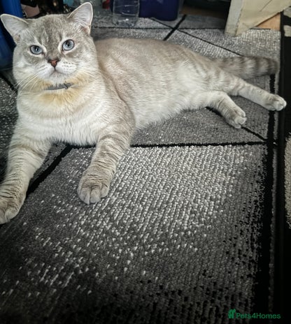 Scottish Fold cats Lovely Scottish Straight boy for stud in Milton Keynes - Advert 1