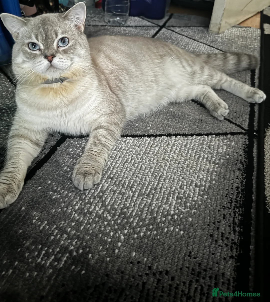 Scottish Fold cats for stud: Lovely Scottish Straight boy for stud in Milton Keynes - Advert 1