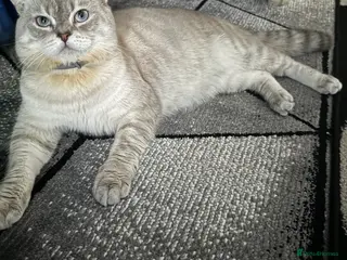 Scottish Fold cats Lovely Scottish Straight boy for stud in Milton Keynes - Advert 2