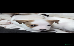 Jack Russell dogs for sale: Jack Russel puppies - Image 5