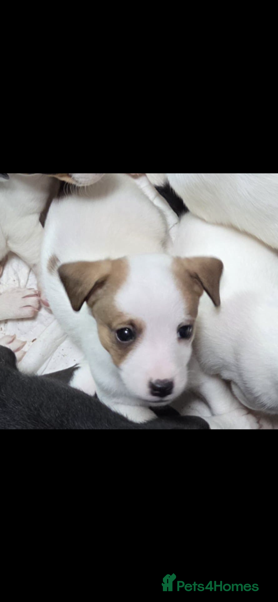 Jack Russell dogs for sale: Jack Russel puppies - Image 5