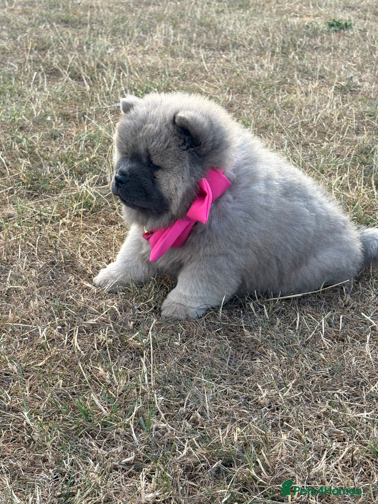Chow Chow dogs 🧸🐾 Chow Chow puppies ready now🐾🧸 - Advert 1