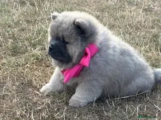 Chow Chow dogs 🧸🐾 Chow Chow puppies ready now🐾🧸 - Advert 1