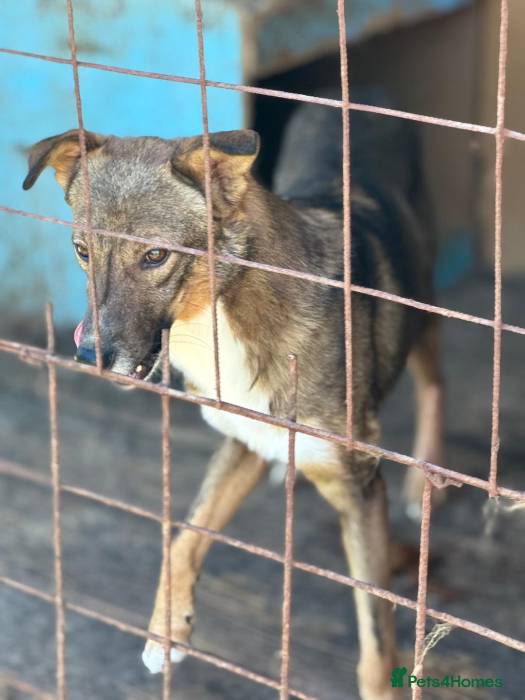 Mixed Breed dogs for adoption: OLLIE2 - a Lovely young Boy, for a Loving Home - Advert 4