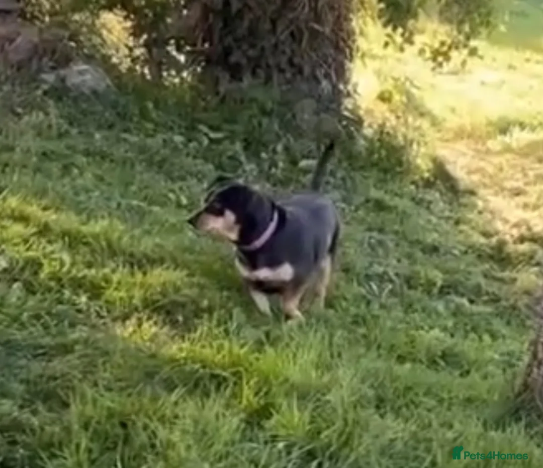 Mixed Breed dogs for adoption: Luna ✨ - Advert 2