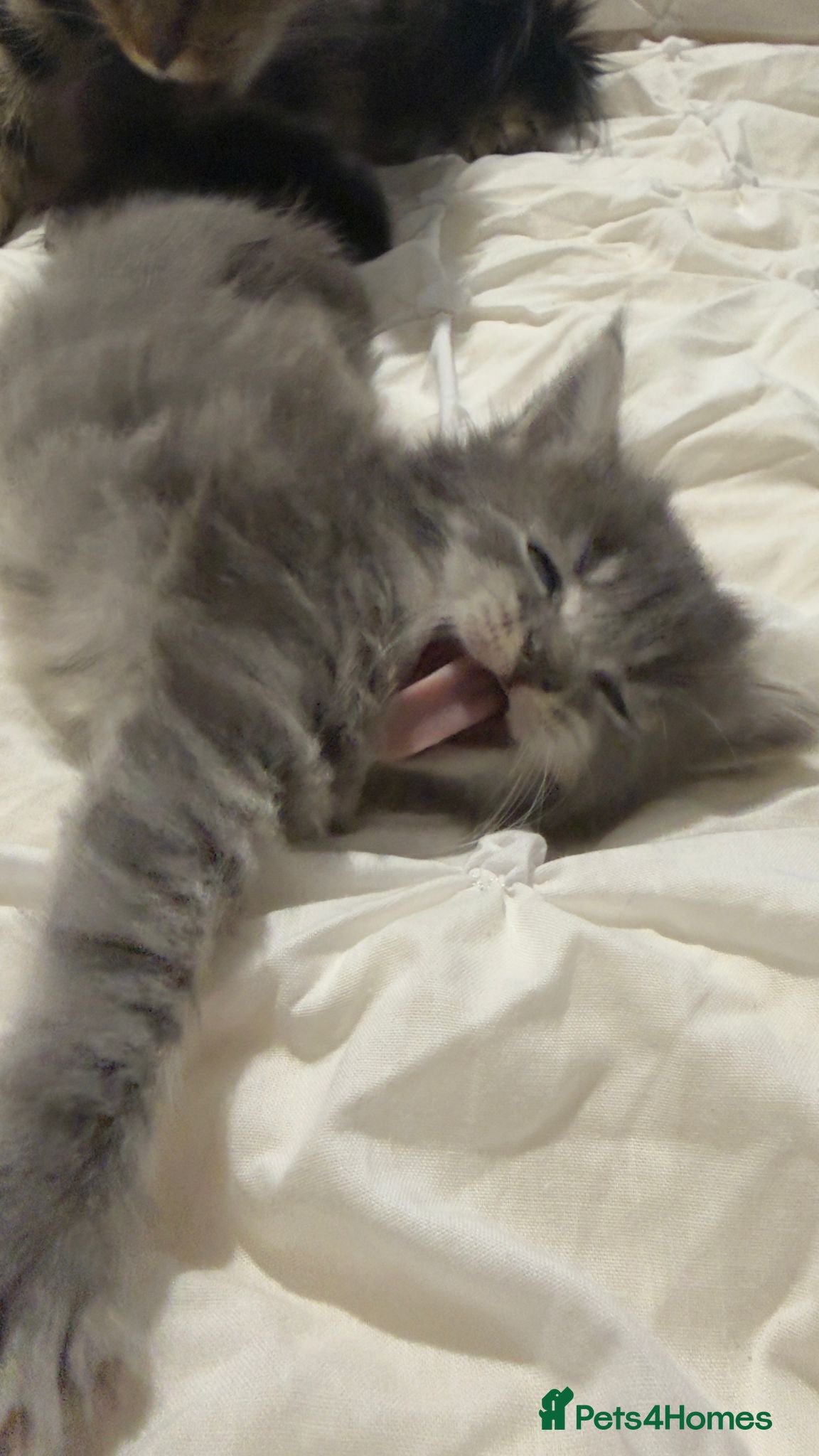 Maine Coon cats Outstanding main coone kittens! - Advert 8