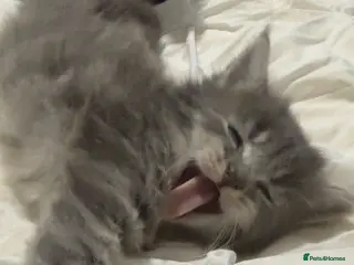 Maine Coon cats Outstanding main coone kittens! - Advert 8