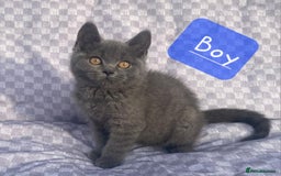 British Shorthair cats for sale: British Shorthair Kittens - Image 6