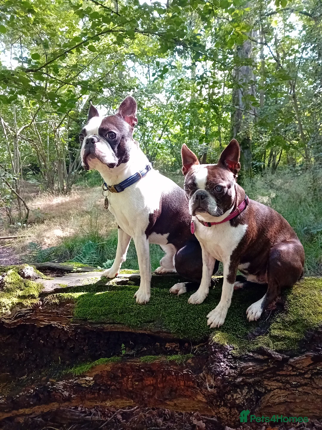 Boston Terrier dogs for stud: My handsome boy ready for stud - Advert 2