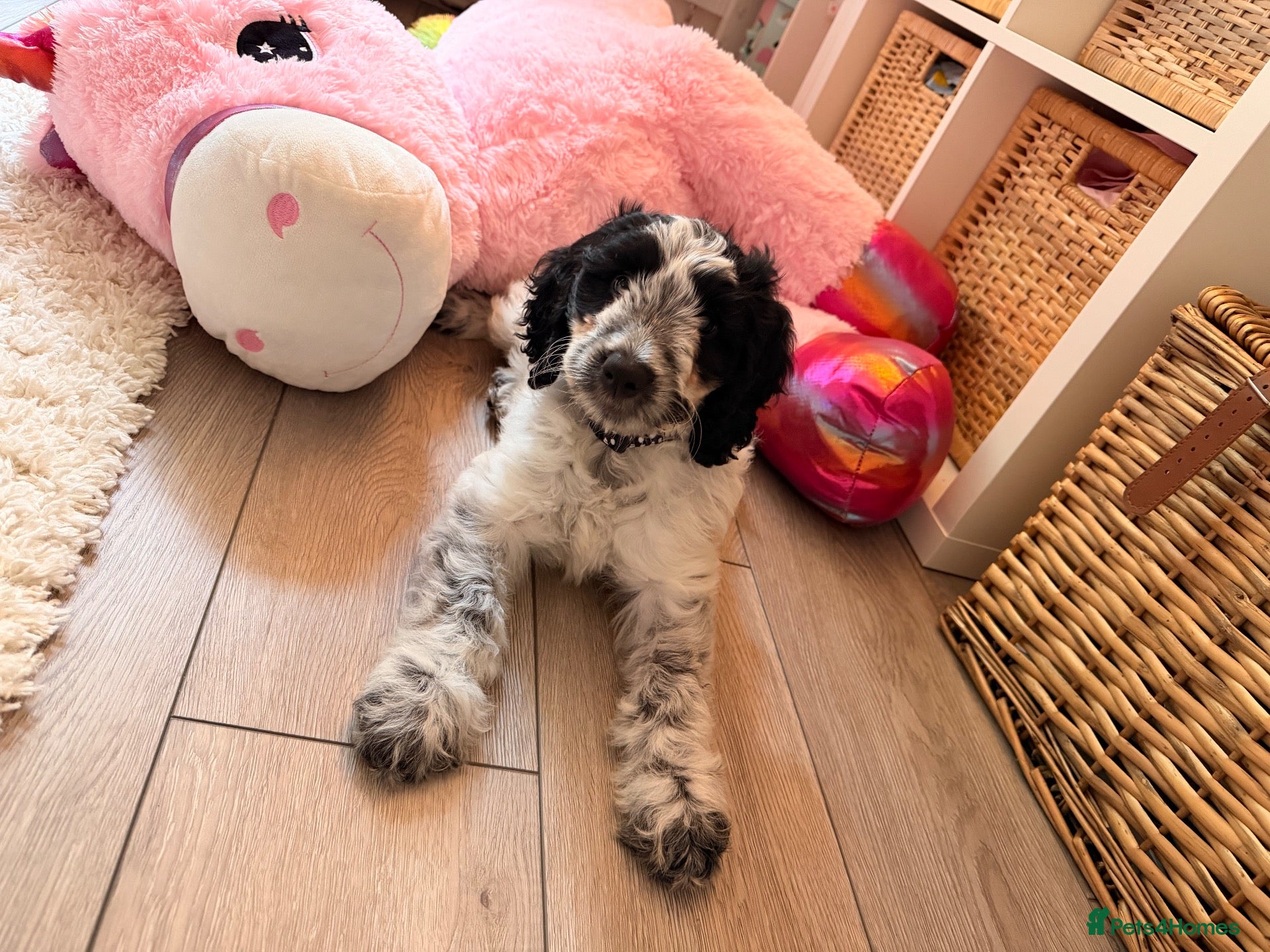 Cockapoo dogs for sale: Ziggy  - Advert 1