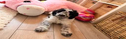 Cockapoo dogs for sale: Ziggy  in Warminster - Advert 1