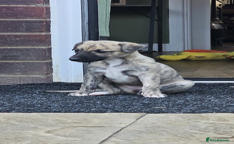 Whippet dogs - Advert 4