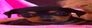 Chiweenie 3