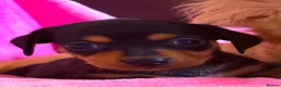 Chiweenie dogs for sale: Chiweenies Puppys - Advert 9