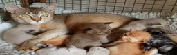 Burmese cats for sale: Championship Quality Kittens in Honiton - Advert 11